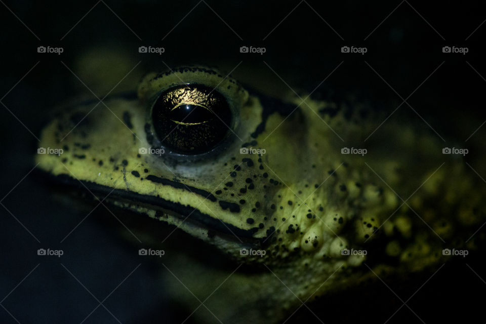macro shot on the eye of a frog.