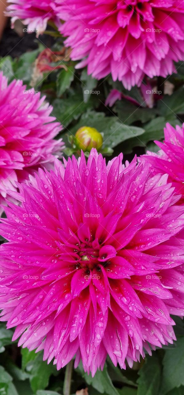 Macro pink flower