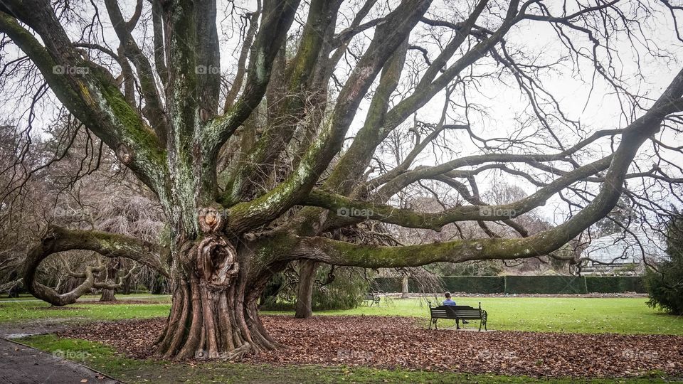 Huge tree with wonderful far reaching branches, Christchurch Botanic Gardens, New Zealand 