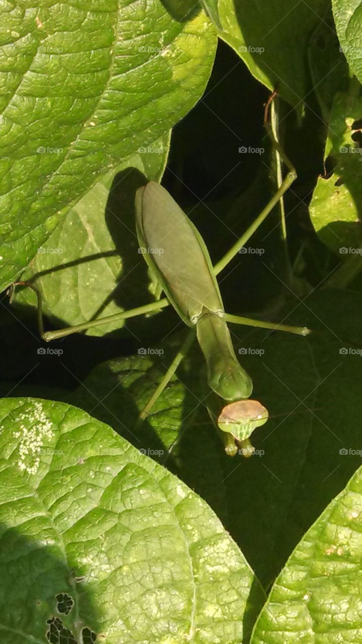 Praying mantis