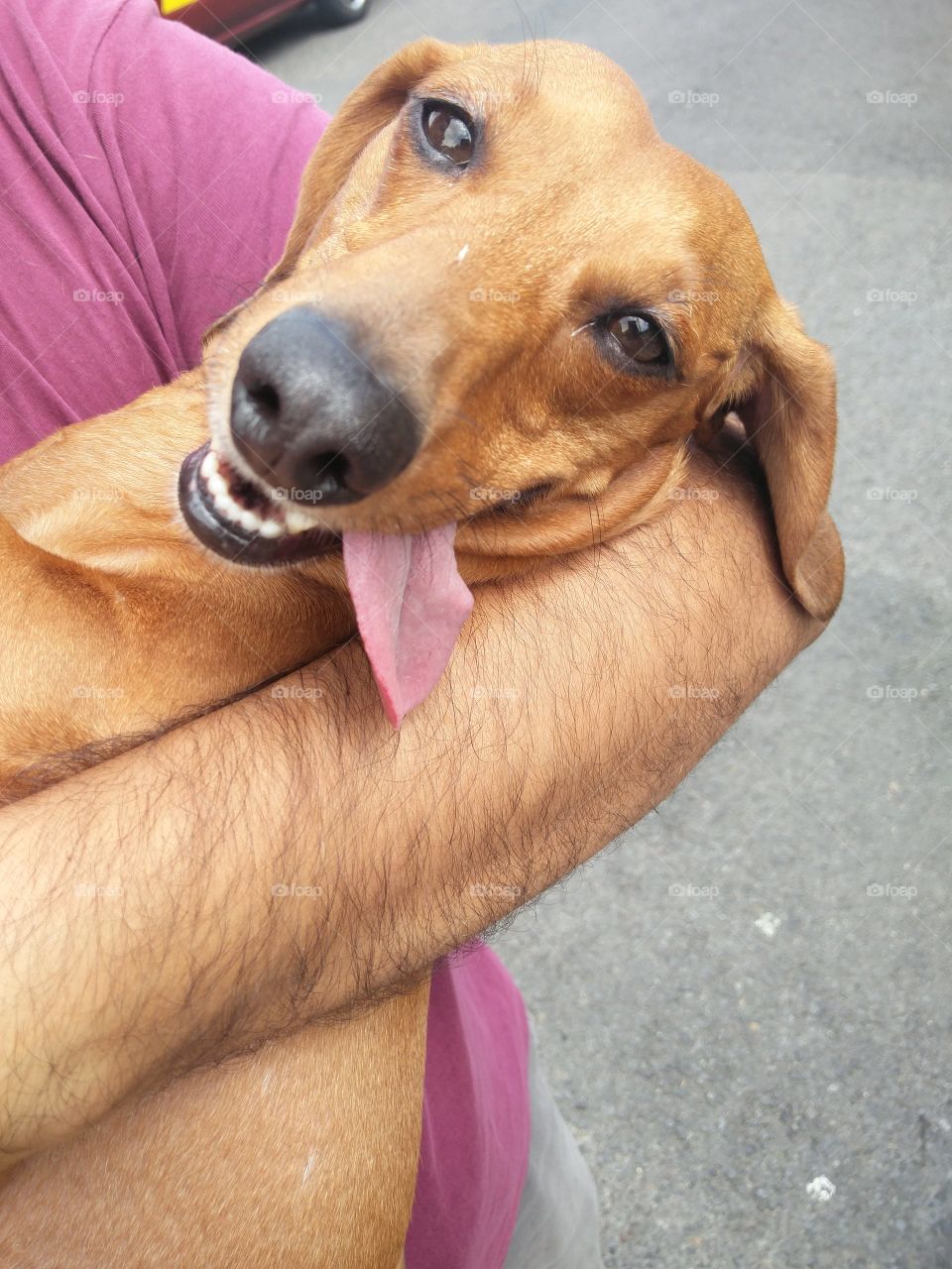 dachshund smiling