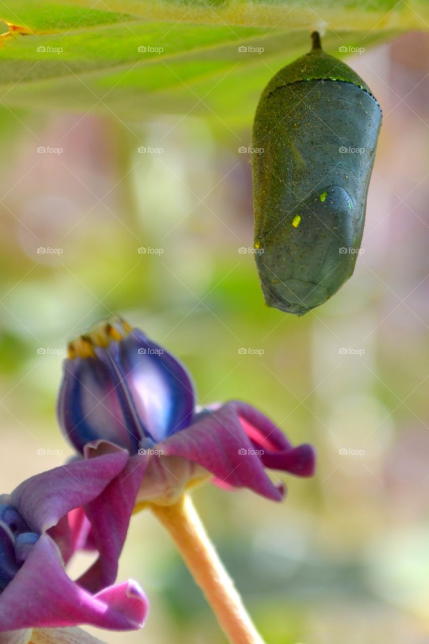 Monarch Chrysalis 