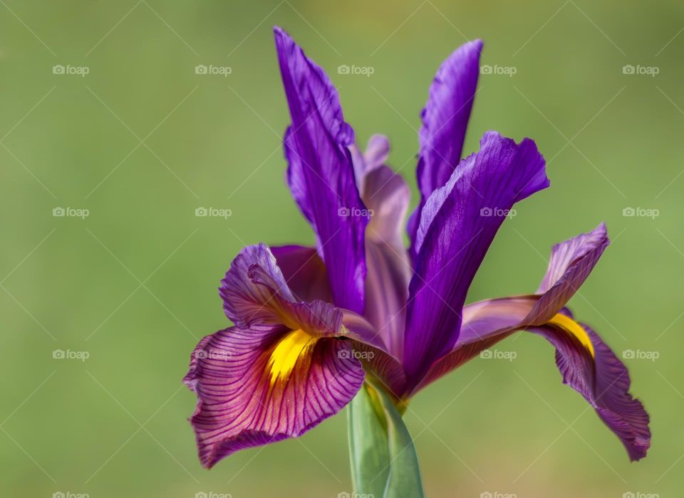 A purple and yellow iris flower in full bloom against a blurred green background 