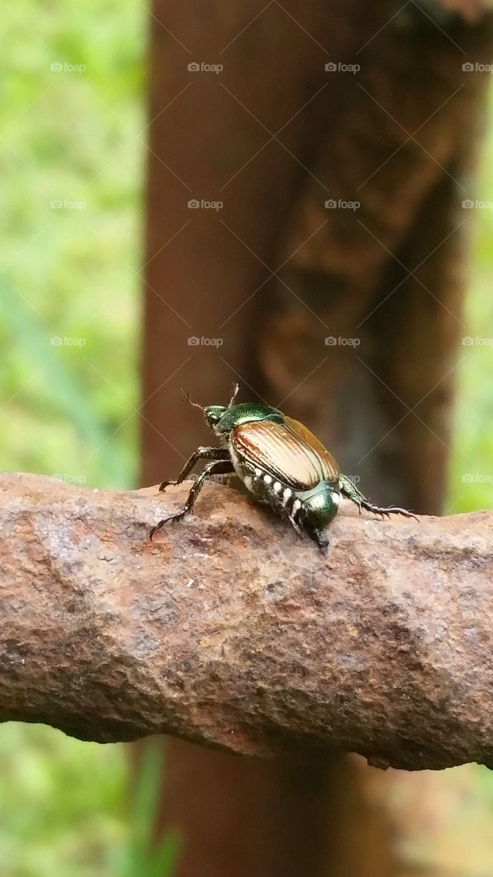 Beetle on Rebar