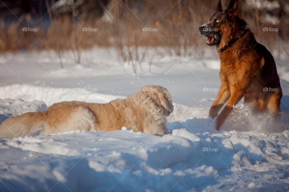 Dogs playing in snow