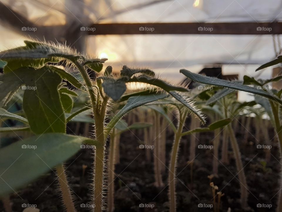 Sunset. Cucumber. Portret. Garden. Love.