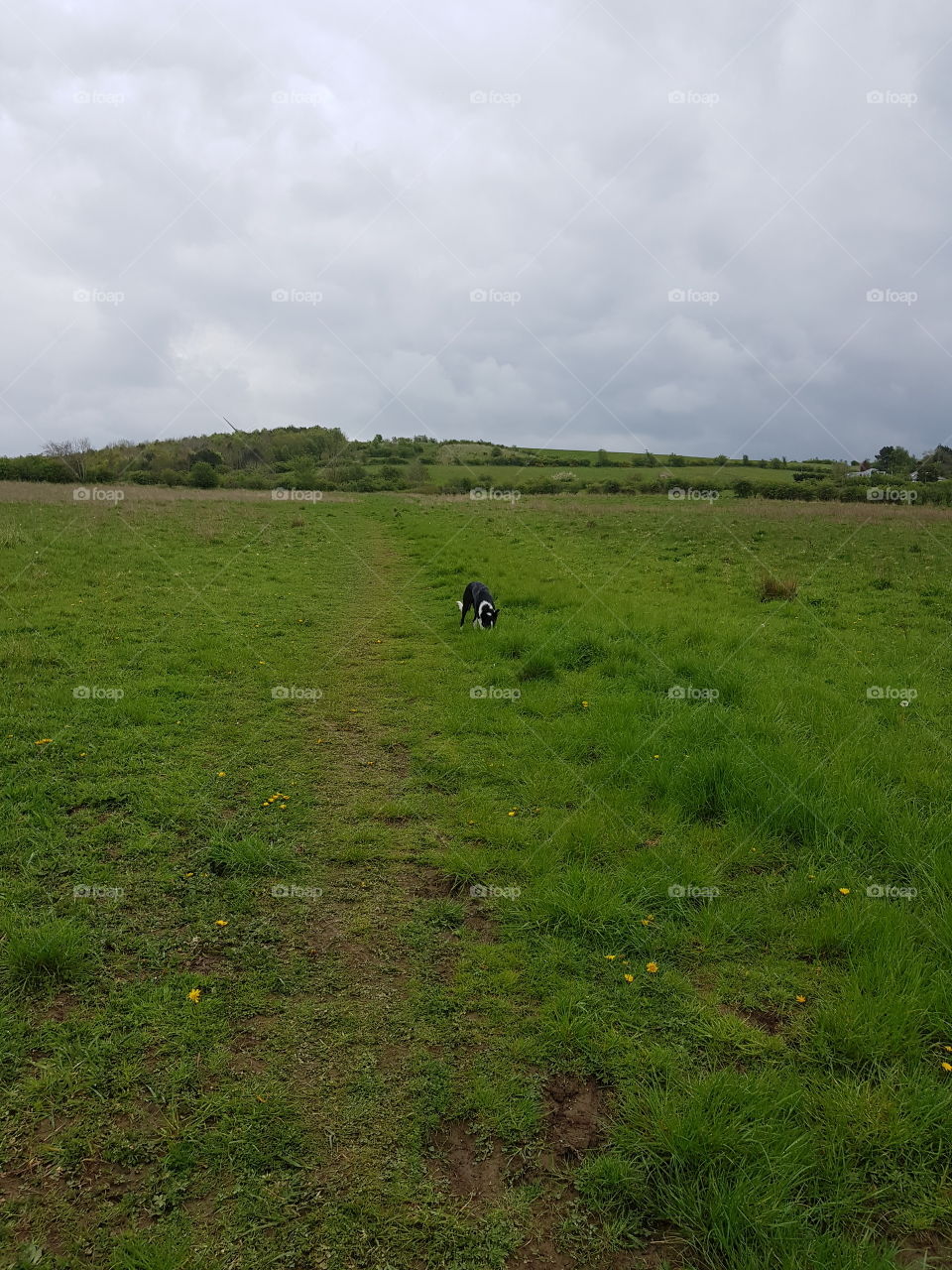 max loving life on his daily walks in the countryside. just need the sun to come out. Scotland is always beautiful