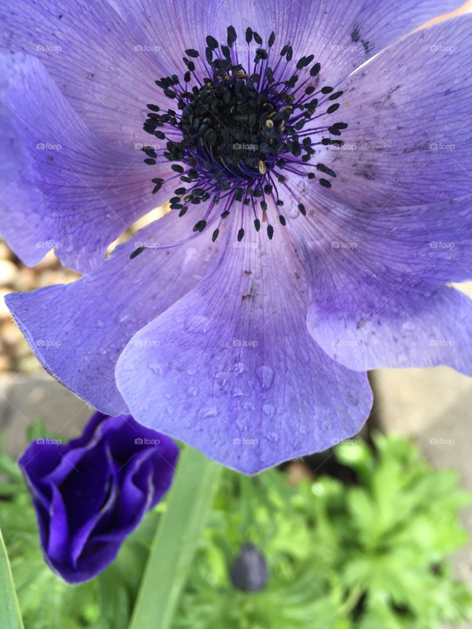 Blue Poppy
