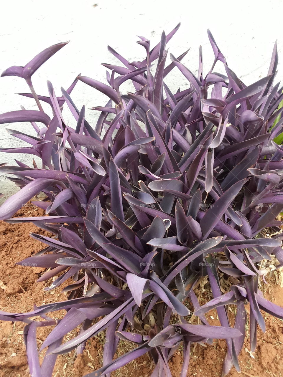 A beautiful maroon plant.