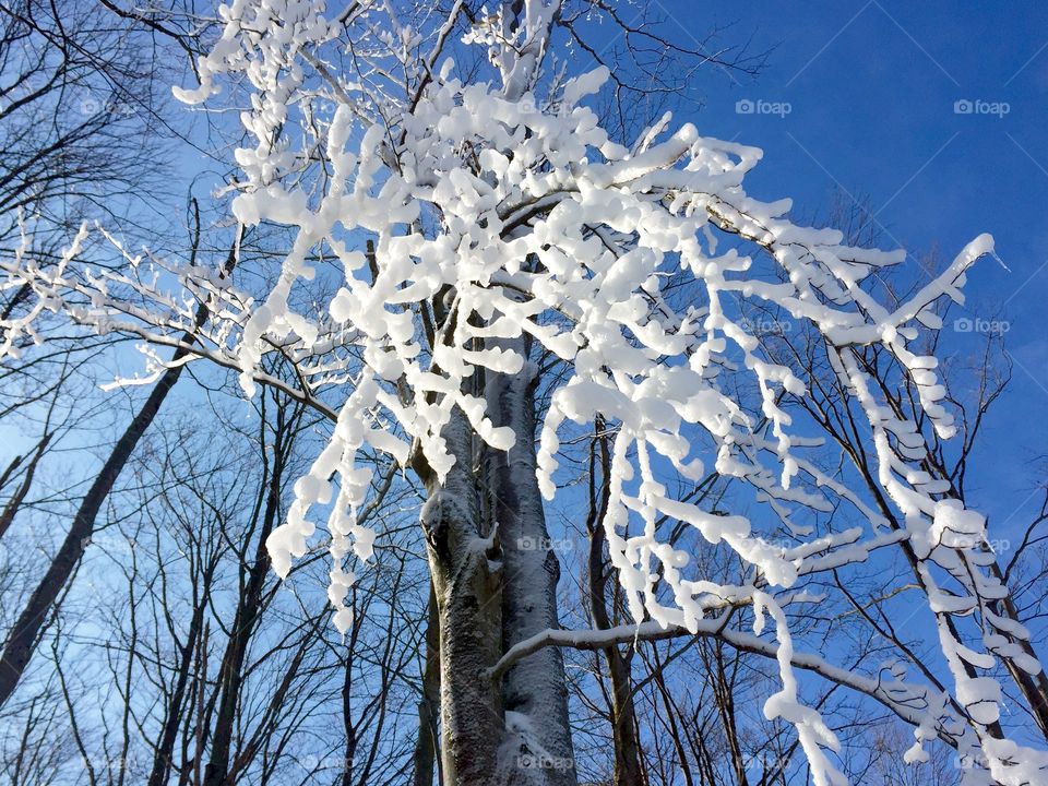 Frozen tree branches