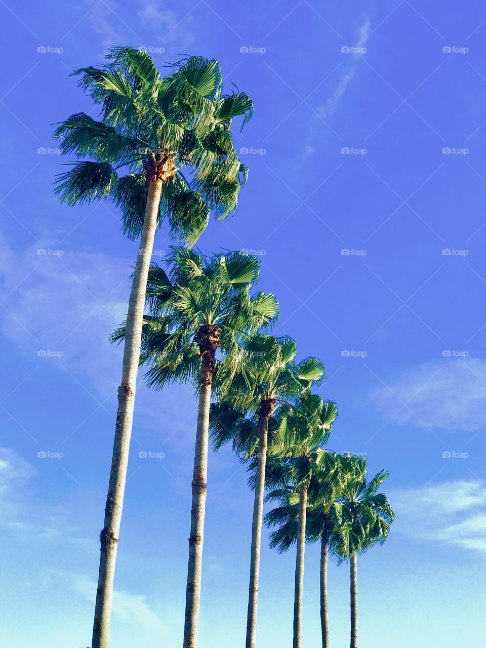 A lineup of palm trees bean blowing by the wind under a blue clean spring sky.
