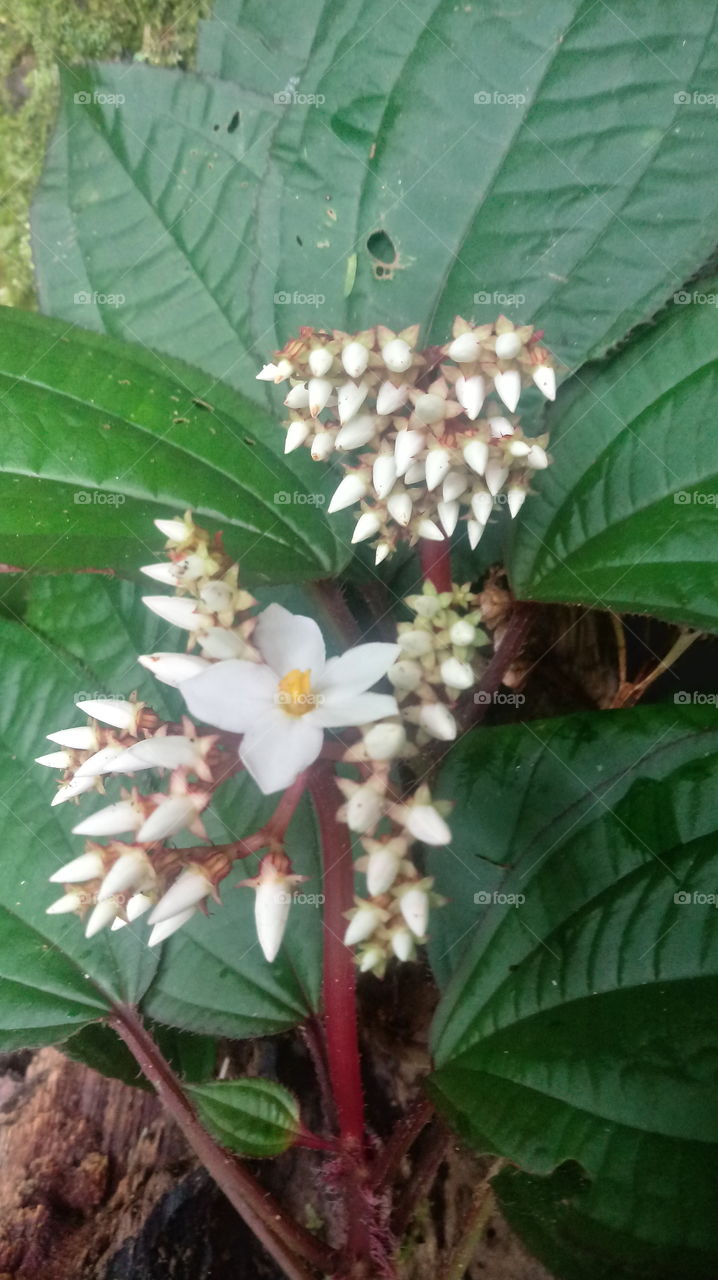 PLANTS NATURE BOTANIC