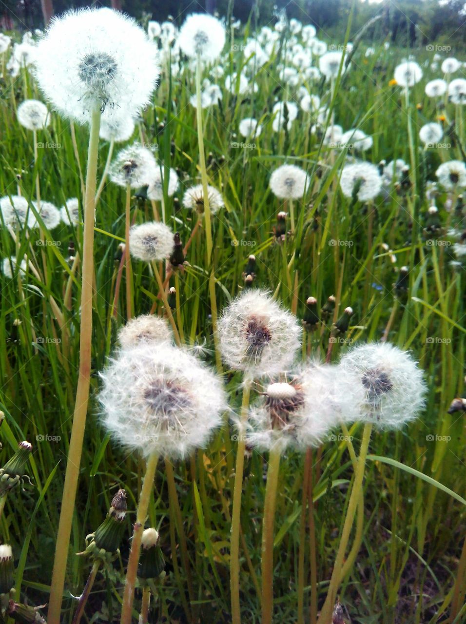 Dandelion, Nature, Summer, Grass, Downy