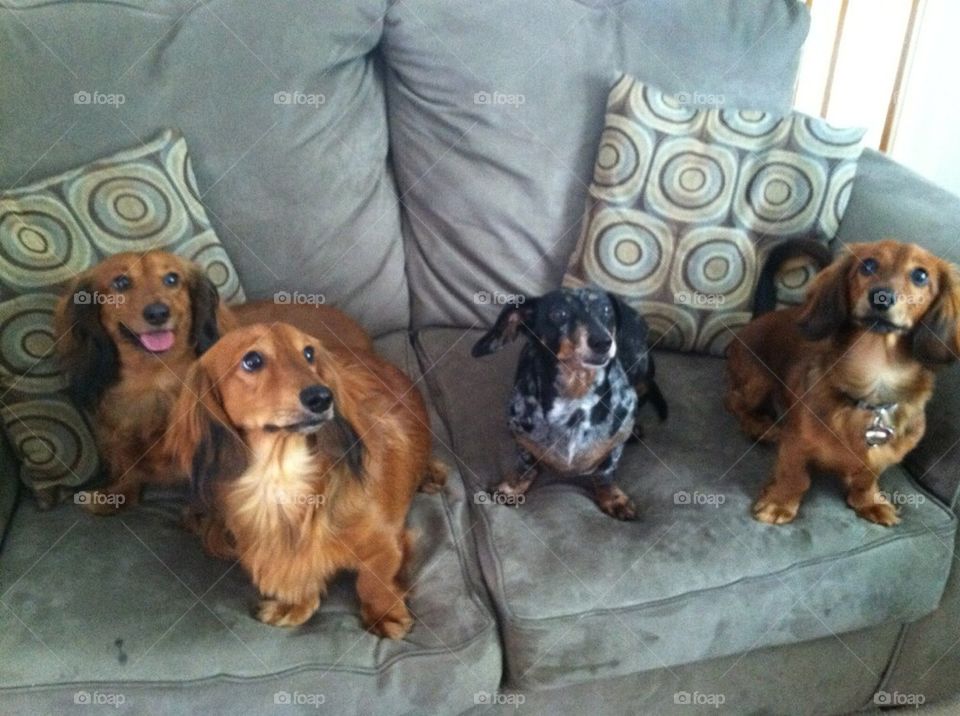 4 dachshund puppies