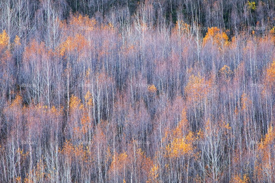 Forest texture in autumn season