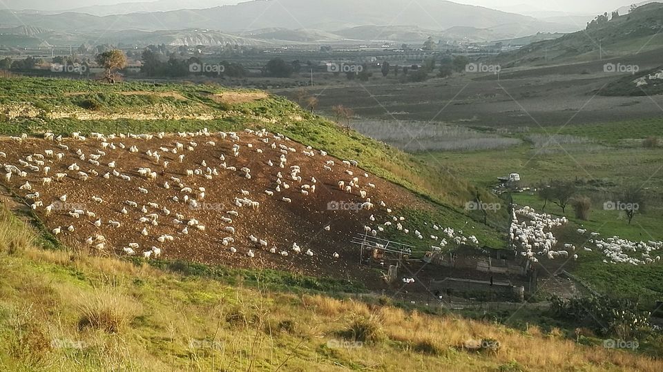 panorama vallata Pecore gregge