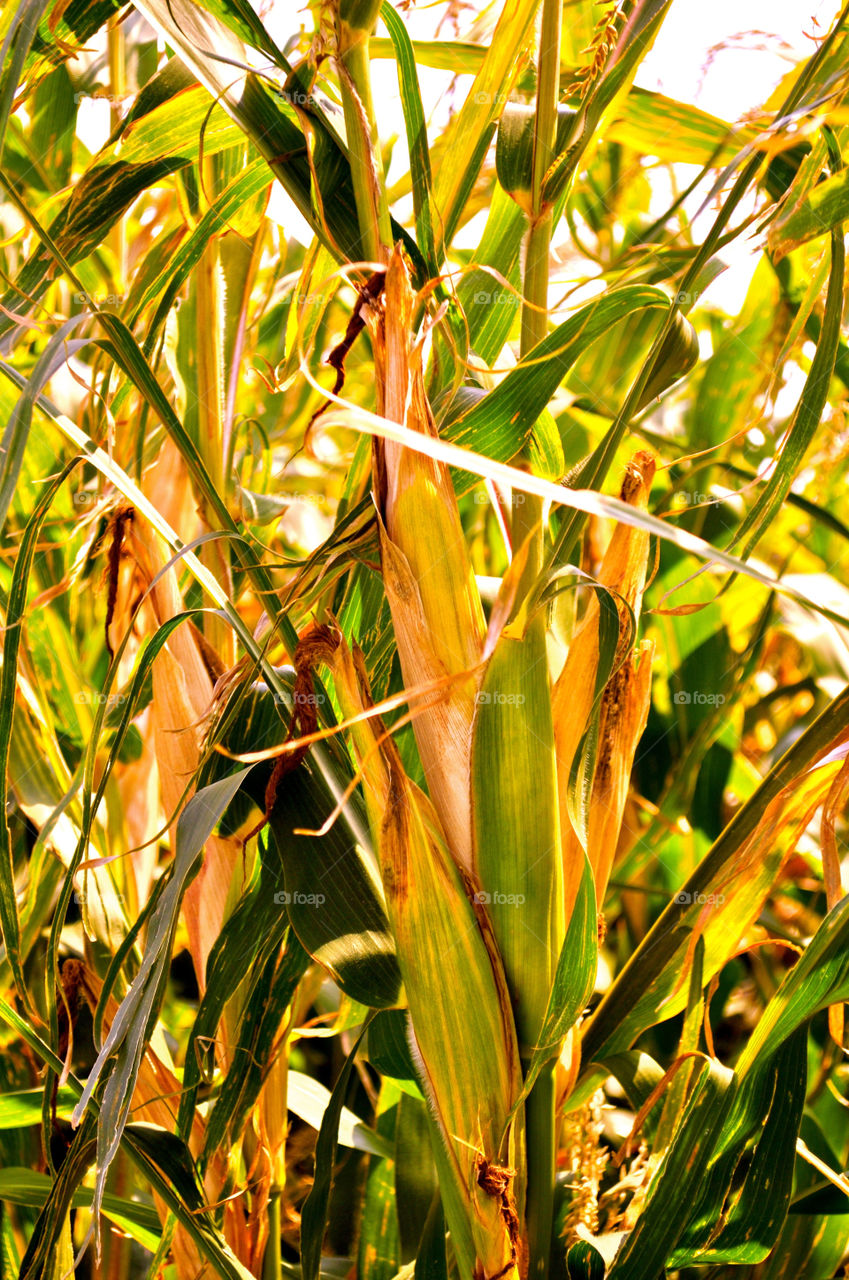 field leaves farm ear by refocusphoto