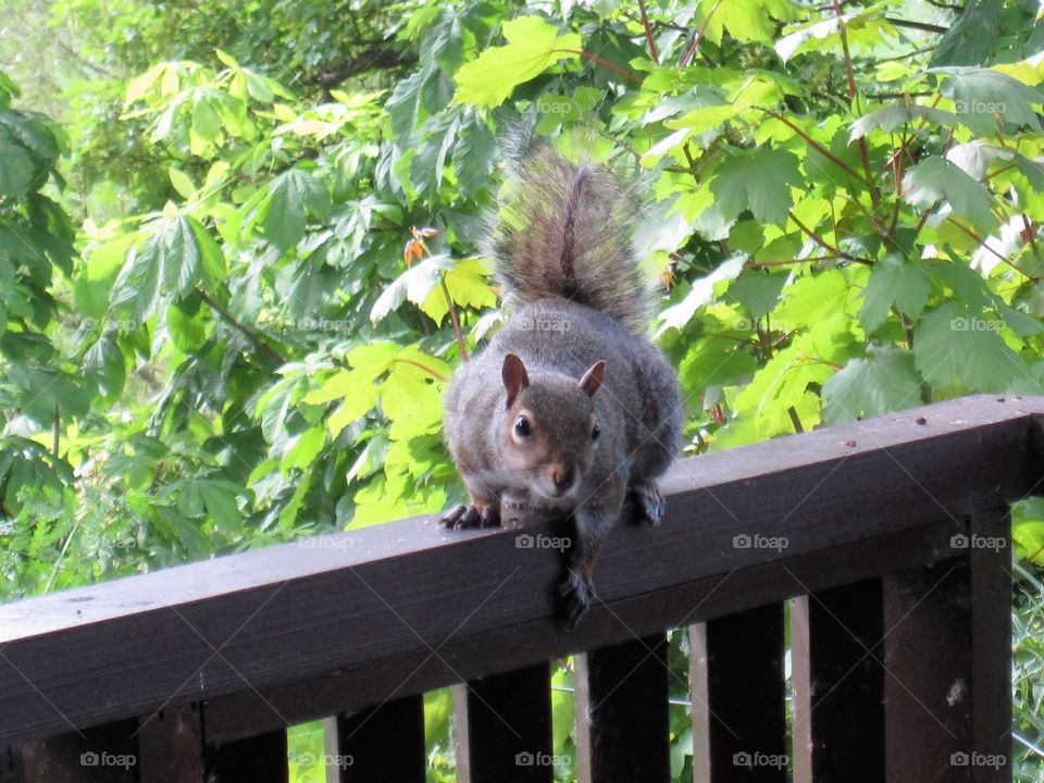 Cheeky squirrel 