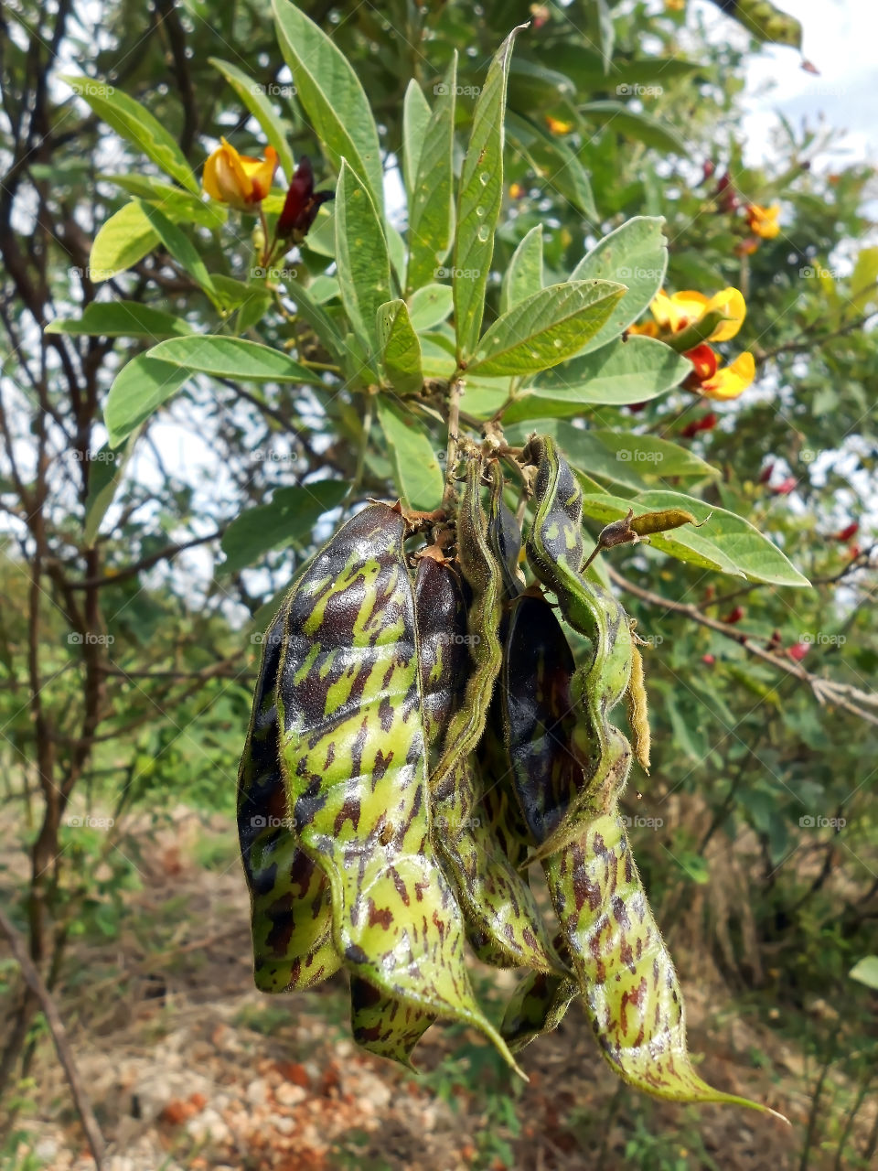 Gungu Peas Pods (Pigeon Peas)