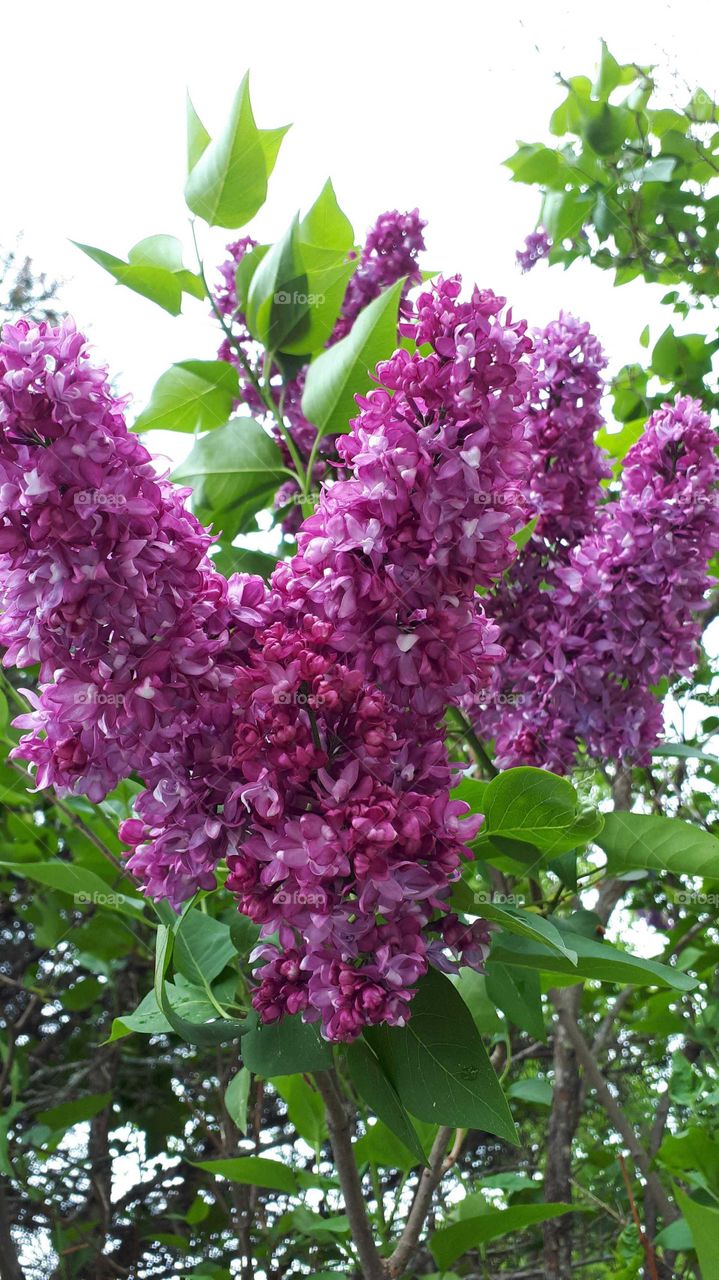 Fuschia spring lilacs