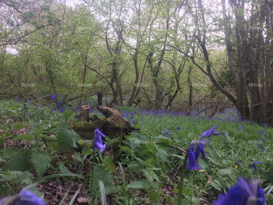 Chapmanslade fields❤️