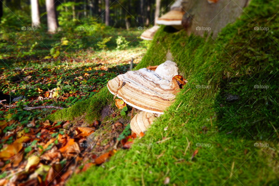 forest mushroom