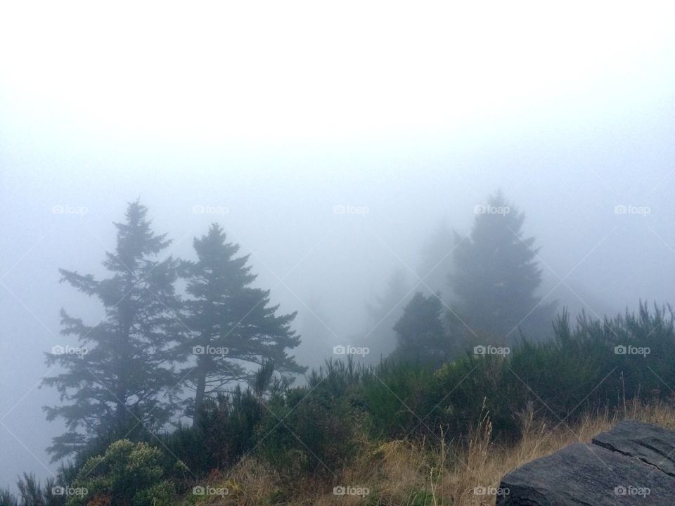 Foggy Cliffs, Oregon coast 
