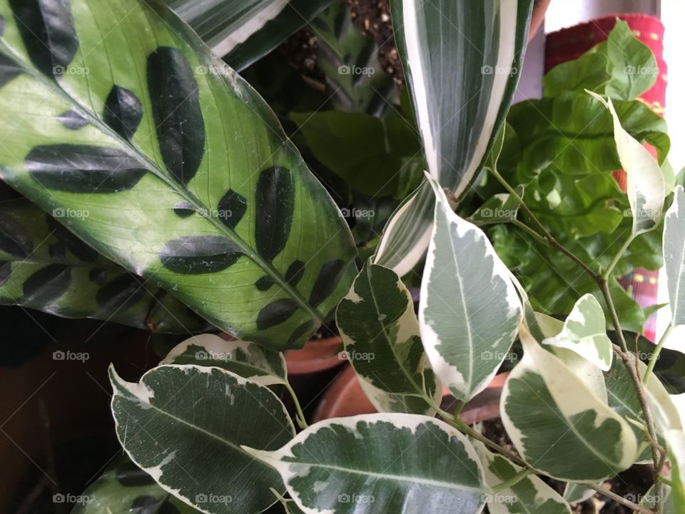 Indoor plant - foliage