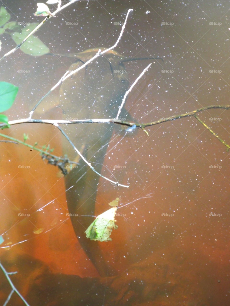 Water, No Person, Fish, Invertebrate, Outdoors