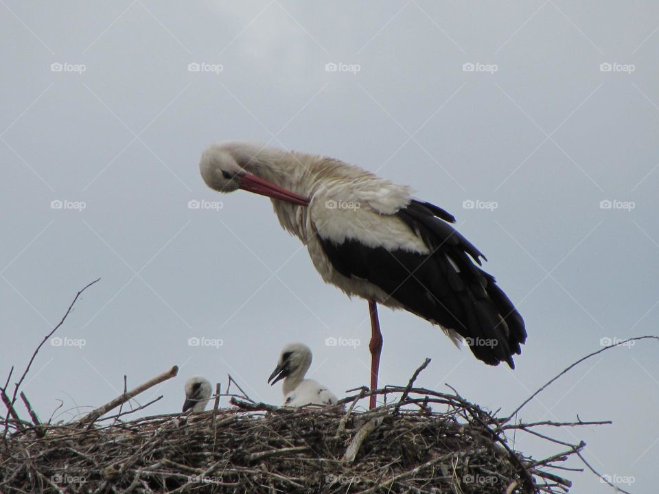 Stork with babies