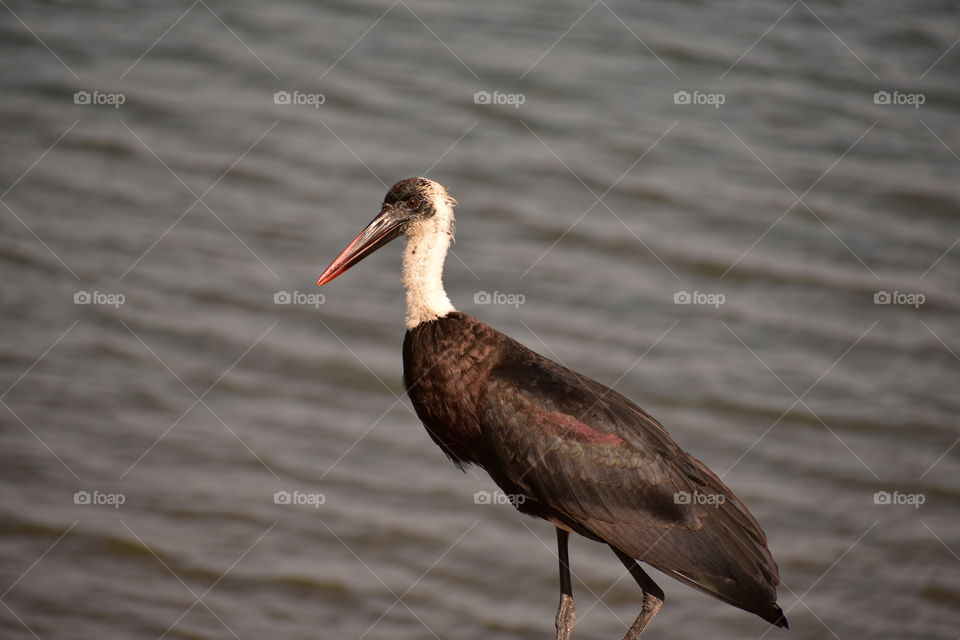 Bird: Wooly Neck Stork / Bishop Stork / White Neck Stork