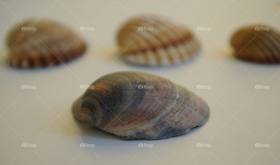 Shell