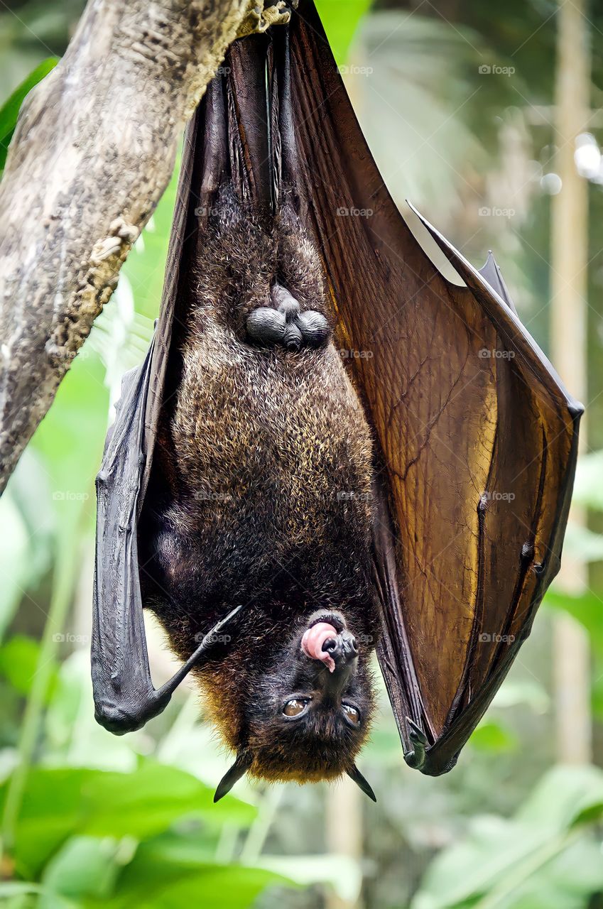 close up of a bat hanging on a tree branch in jungle