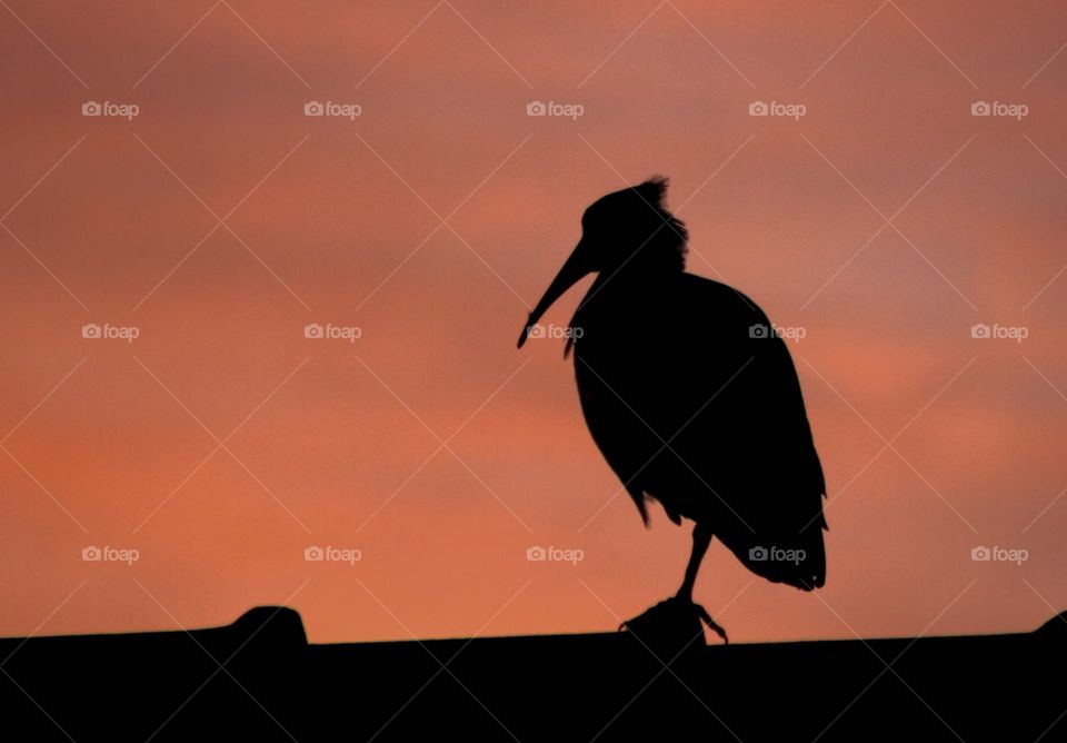 Hadada ibis bird perched on a roof at sunrise