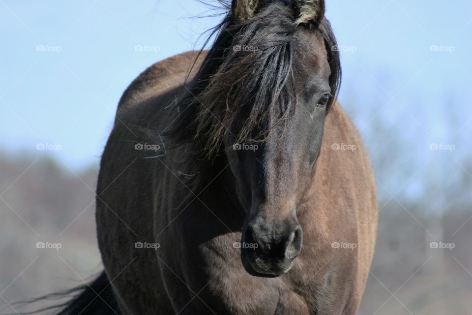 Close-up of horse