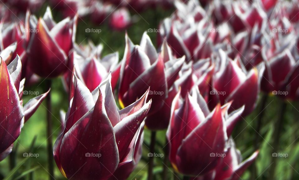 Claudia Tulips