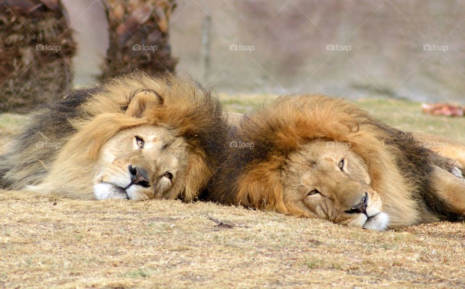 lions