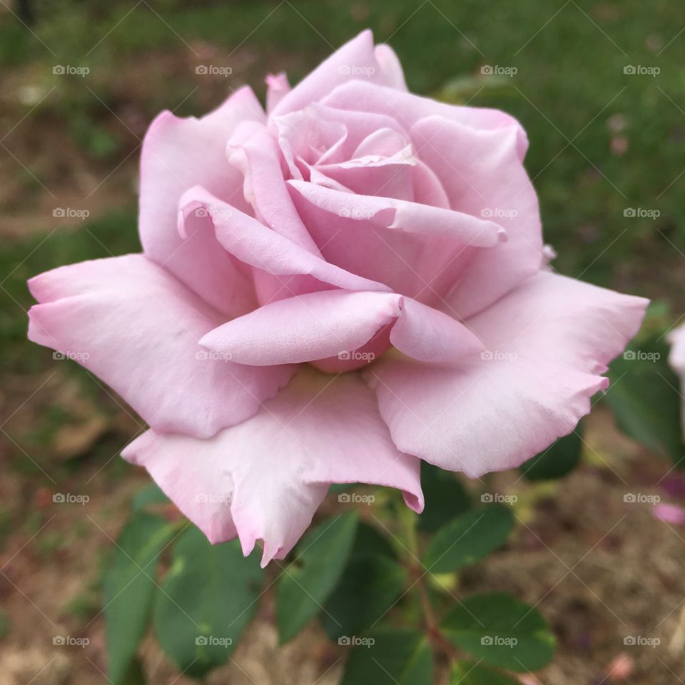 🌺Fim de #cooper!
Suado, cansado e feliz, alongando e curtindo a beleza das #flores. Neste click, nosso botão de #rosas fotografado sem filtros!
🏁
#corrida #treino #flor #flowers