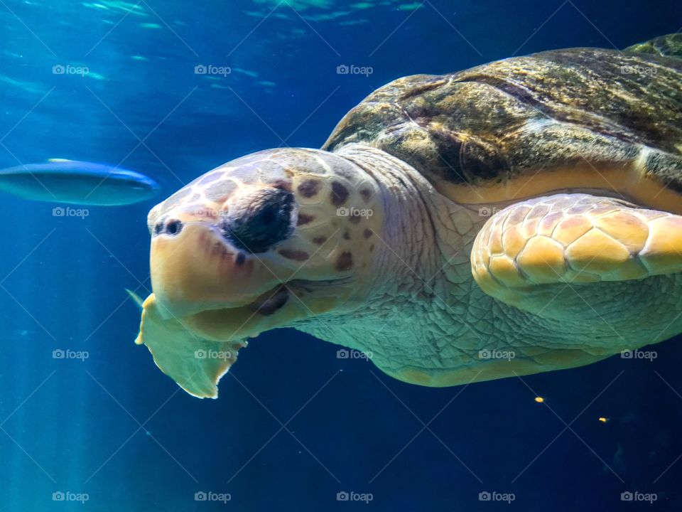 Sea turtle in underwater