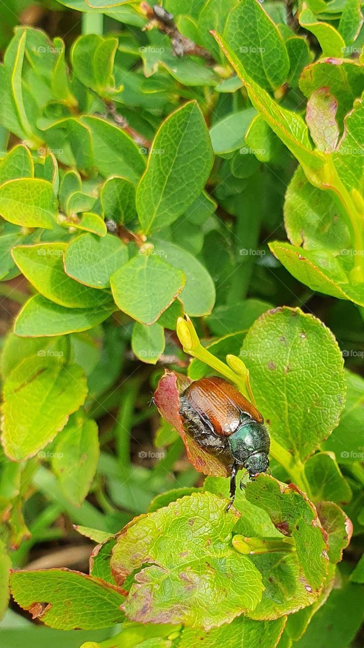 Brown bug in the leaf