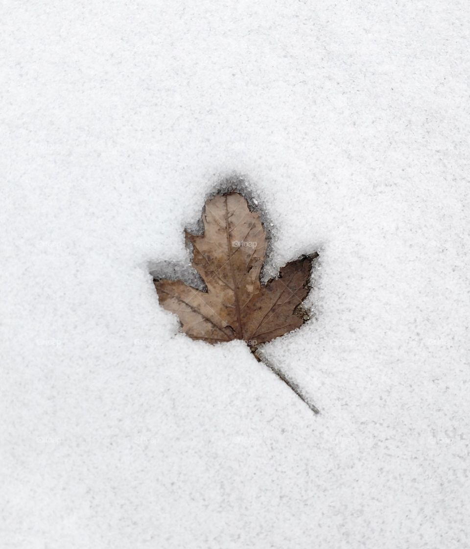 leaf in snow