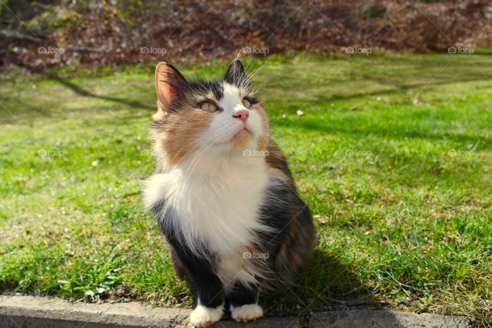 Cat fluffy ourdoor black and yellow coulor