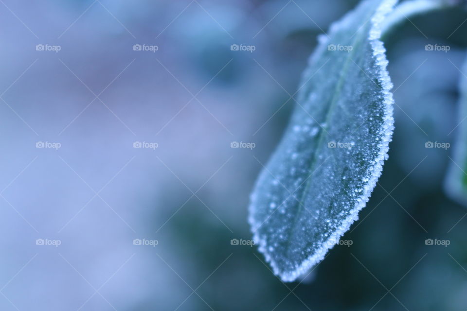 Close-up of a frozen leaf