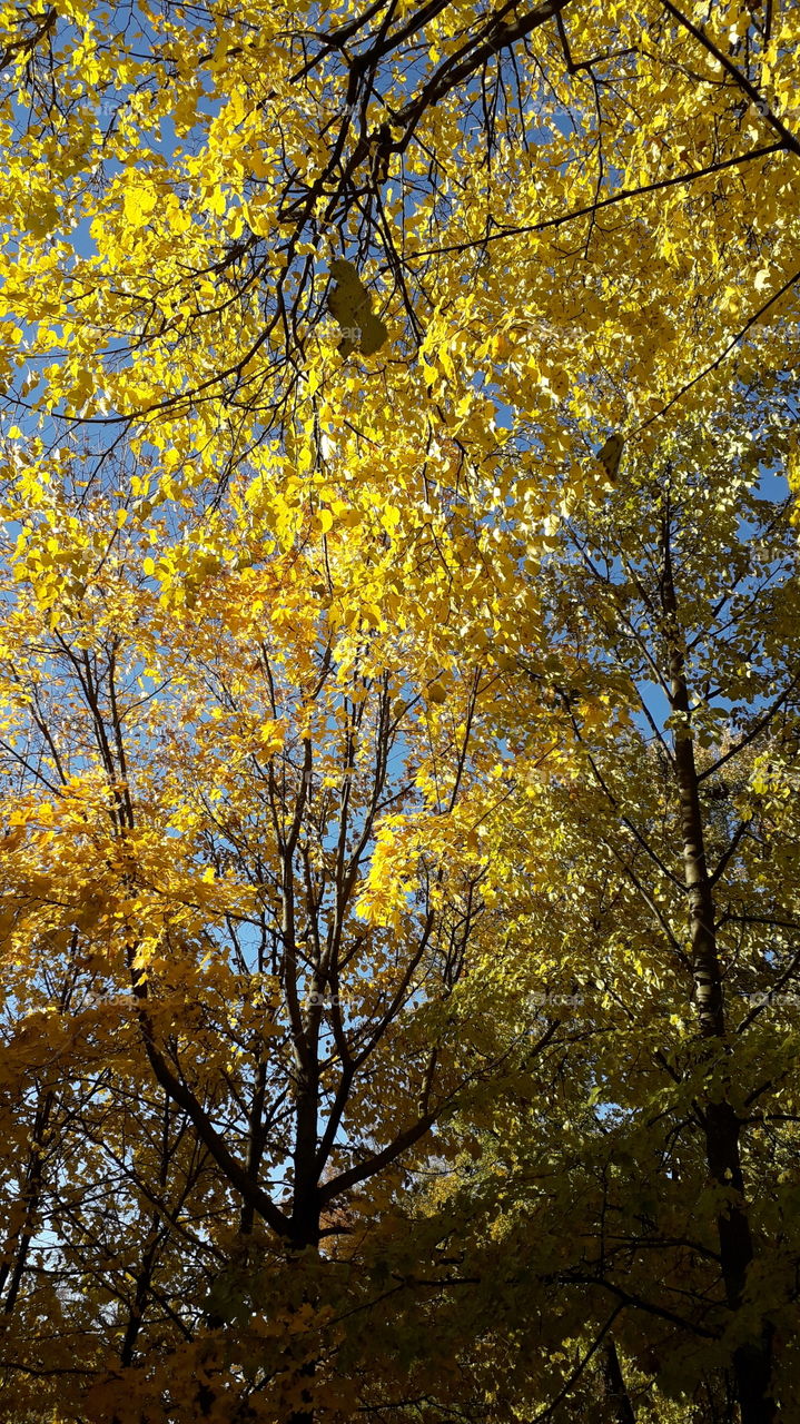 листья на дереве