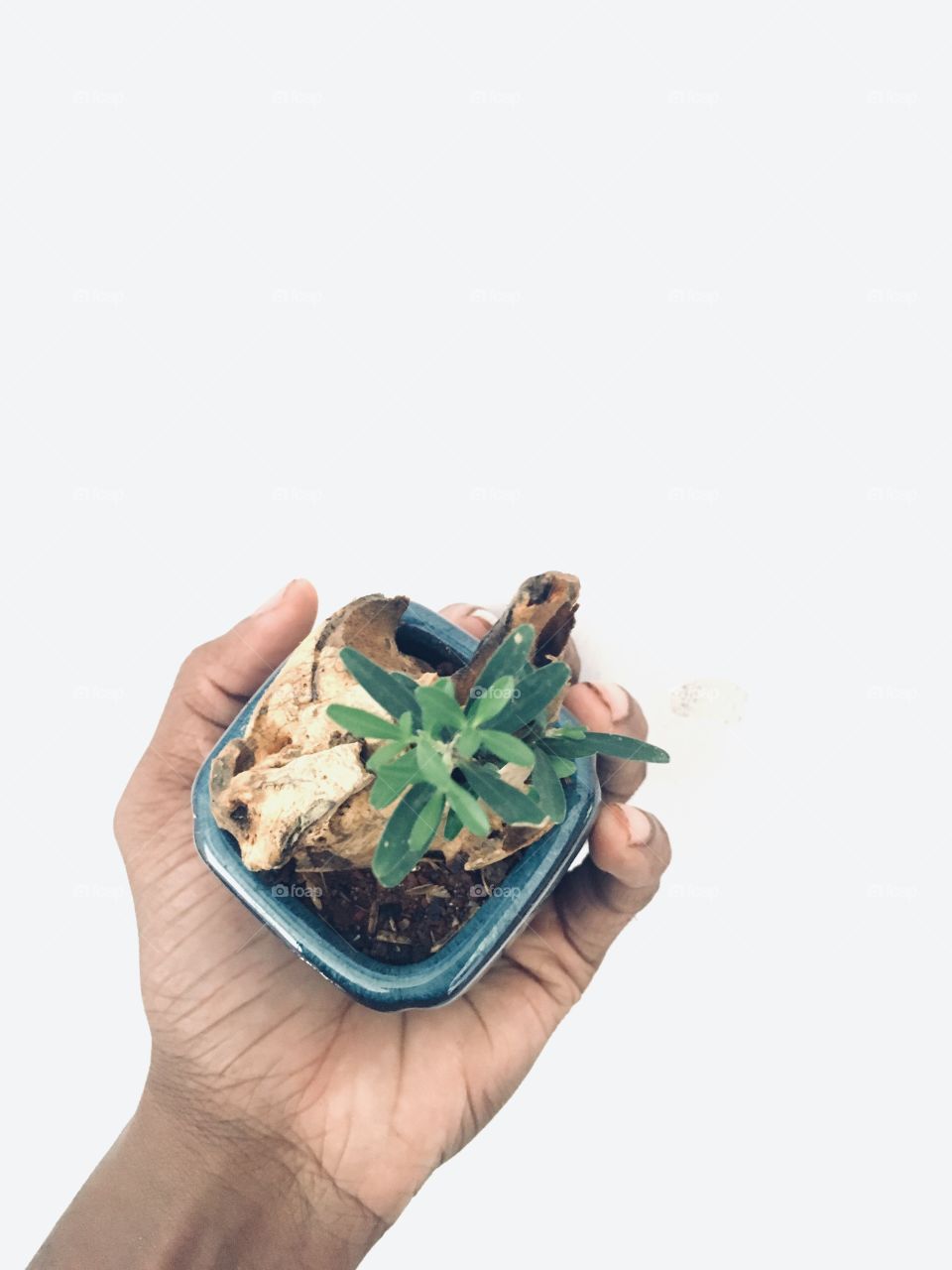 baby mini bonsai art in ceramic pot