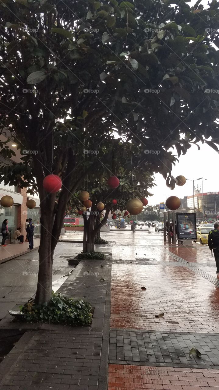 Street Christmas Trees (outside a mall)