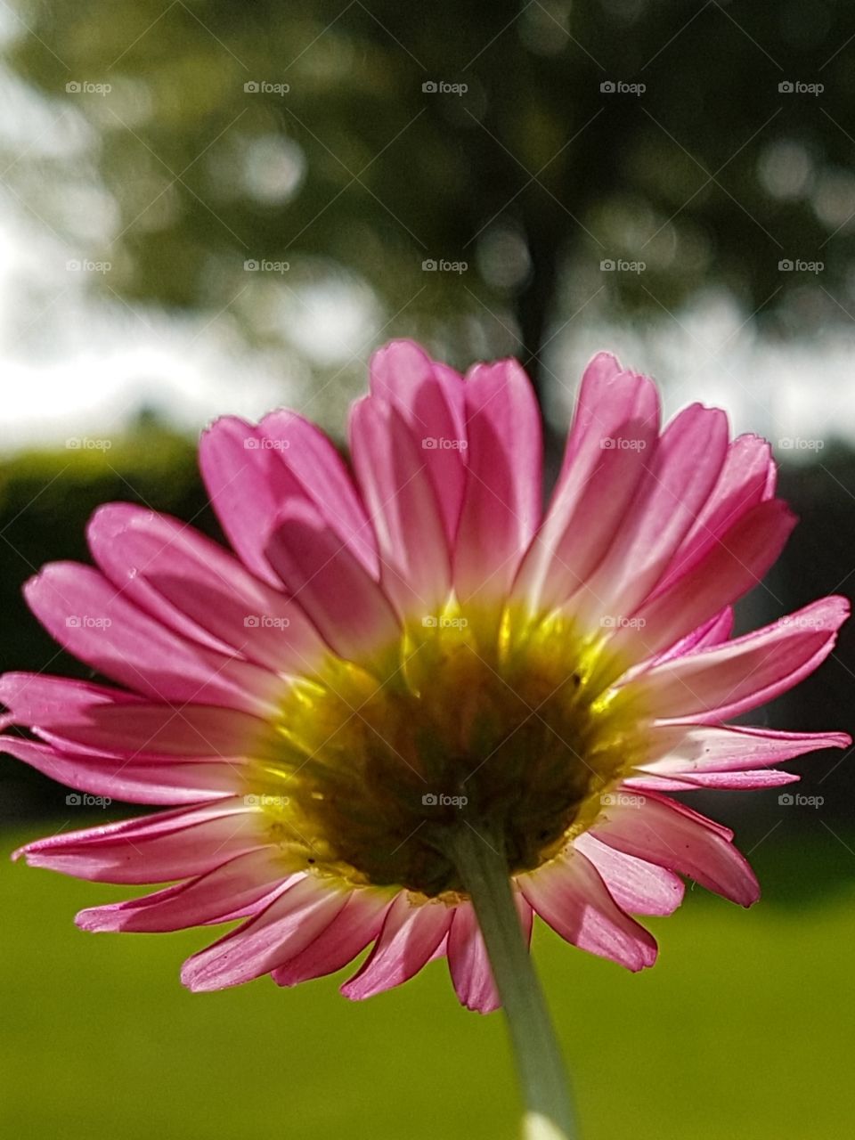 pink daisy