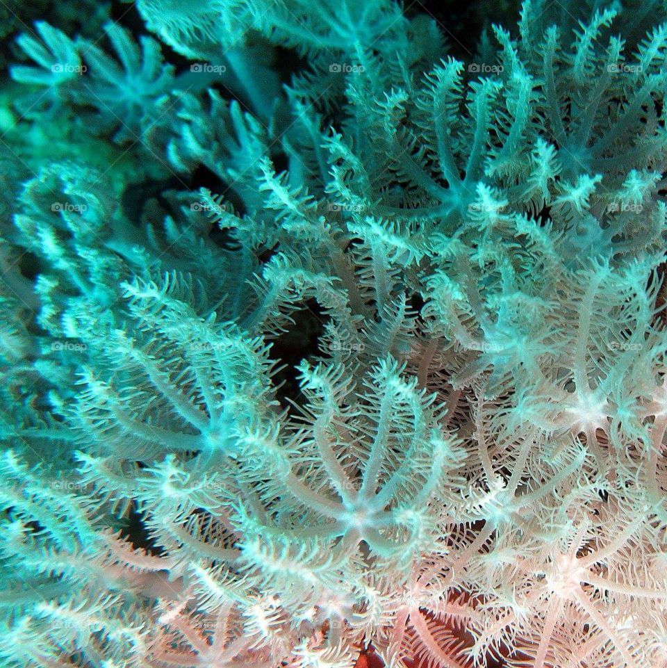 Coral