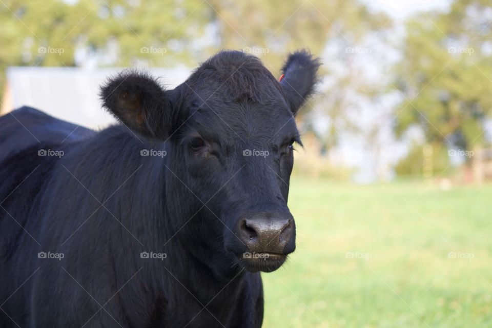 An Angus steer
