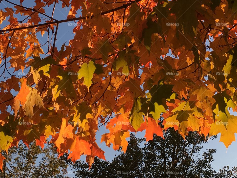 Sunlight through leaves